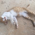 코숏 치즈 냥이에게 새로운 삶을 찾아 주세요.