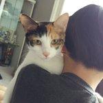 [고양이] 우리 애들도 올려봅니다~!!