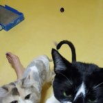 고양이 3분 생활