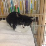 [퐁타네] 퐁타네는 <b>임보</b> 중 2탄