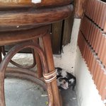 [고양이] 길냥이가 <b>새끼</b>를 낳았어요!