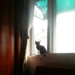 [고양이] 우리집냥이들이오