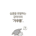 강아지들 갸우뚱거리는 이유.jpg