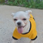 따뜻한 가족을 기다리는  말티즈 <b>수성</b>이의 엄마아빠가 되어주세요.