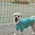 작은 체구를 가진 말티즈.. <b>천왕</b>에게 사랑을 주실 가족을 찾습니다...