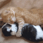 고양이 <b>인식</b>