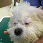 [강아지학대] 동물농장 강아지 학대사건 <b>서명</b>좀해줘