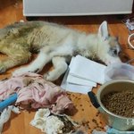 [강아지학대] 강아지학대사건 <b>서명</b>좀해줘 !!!!