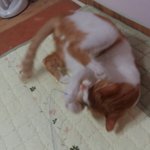 나의 동거남 <b>도칠</b>이 놀이