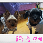 이사가는데, 밥주던  지붕위 고양이 <b>깜지</b>가 걱정되요. 도와주세요...