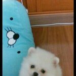 [강아지] 제 강아지 큐리입니다. 어떤<b>지요</b>?