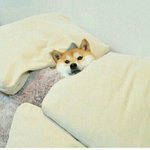 애들아 모두들 <b>굿</b>밤~