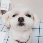 멍뭉이 키우고싶따