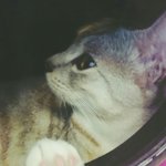 [고양이] 안녕하세요~ 사랑이에요!(부제:사랑이 <b>우주선</b> 탑승기)