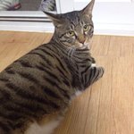 우리집 고양이 <b>지진</b> 후기 ㅗㅗㅗㅗㅗㅗ