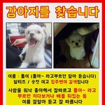 [도와주세요] 강아지 <b>실종</b>