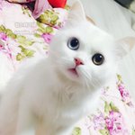 [옹심] 오랜만에 옹심이왔어요^∇^ (<b>with</b>감자)