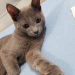 [고양이] 개냥이 <b>러블</b> 허크크 4탄