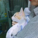 [댓글부탁해] 이고양이 <b>종이</b>뭐야??