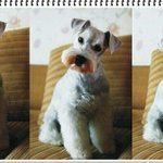[강아지] 우리집 <b>슈</b>나에요~~