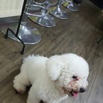 찾았습니다)))비숑프리제 잃어버리신 분/ <b>신림</b>사거리 양지병원 사거리