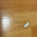 약혐)이 <b>벌레</b> 어떡해야됭..