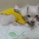 [경기도 광주 / 말티즈] 강아지를 찾습니다.. 제발 도와주세요...