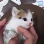 <b>난쟁이</b>는 내가 지켜줘야하는데