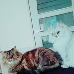 [고양이] 돌아온 <b>내사</b>랑냥아치 4