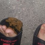 극극극혐)강아지 <b>산책</b>시킬때 강아지가 똥싸면 제발