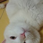 [꼭조언부탁] 4년키운 고양이를버리라는데..