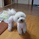 입양한 유기견의 마운트 문제