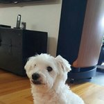 [방탄소년단] 방탄 <b>강아지</b> 정리해줄께!!!! (하다하다 이런거까짘ㅋㅋㅋㅋㅋㅋ