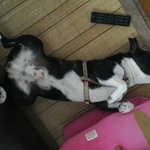 [<b>동물</b>] 저희 뭉치 좀 찾아주세요!!!