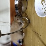 <b>파스텔</b>기다리신분들께