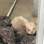 [고양이] 김포 고양이 버리고 갔다는 글쓴이 입니다(추가)