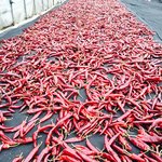 고추팔<b>아영</b>