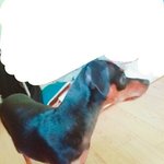 미니핀 <b>사료</b>..