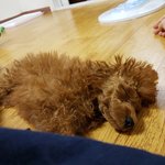 [방탄소년단] 윤기네 강아지 <b>입양</b>했나보다