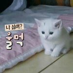 <b>나시</b>로?