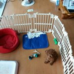 [방탄소년단] 이거 <b>울타리</b>