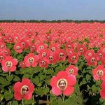 [방탄소년단] <b>이</b>삐들아 뜬금이긴한데