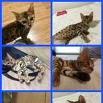 힘들게 살다가 구조된 냥이 16마리가 애타게 기다립니다..