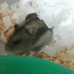 [댓글부탁해] <b>햄스터</b> 괴롭혔더니 지쳤어