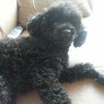 [강아지] 까만<b>밤비</b>를 소개합니다 에헤헤헤