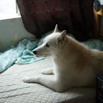 [허스키<b>심바</b>] 2014년의 잠시 안녕 후의 이야기..