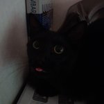 검은 고양이 메~~롱