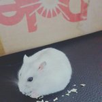 <b>햄스터</b> 키우는사람?!