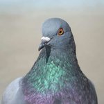 [EXO] 나라에서 버려졌슴미다.