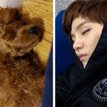 [방탄소년단] 이케보니 강아지들하고 <b>주인</b>하고 닮았네